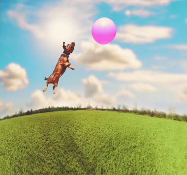 sevimli terrier daksund karışımı yerel bir parkta sıcak güneşli bir günde bir retro vintage instagram filtresiyle tonda pembe top peşinde