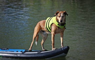 Beautiful photo of a dog playing outside on a stand up paddle board with a life jacket on in a pond clipart