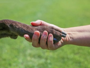 Yaz aylarında aşk, dostluk, eğitim, arkadaşlık, ekip çalışması veya diğer kavramlar doğal bir arka planda gösteren bir park çikolata labrador retriever pençe açık tutan kadın 