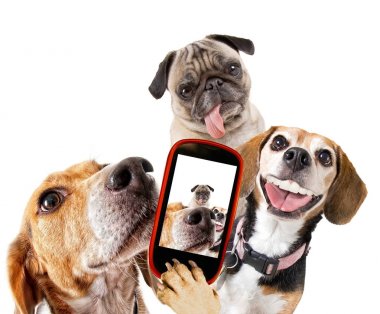 Kameraya bakarak izole beyaz arka plan stüdyo shote üzerinde bir selfie başka bir beagle ve hem de bir çekerken kameraya bakarak bir şirin beaglcute kartal