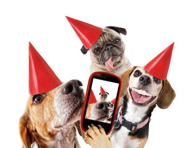 şirin beagle kameraya bir selfie başka bir beagle ile ve hem de bir doğum günü şapkalı izole beyaz arka plan stüdyo vuruşta çekerken arıyorsunuz