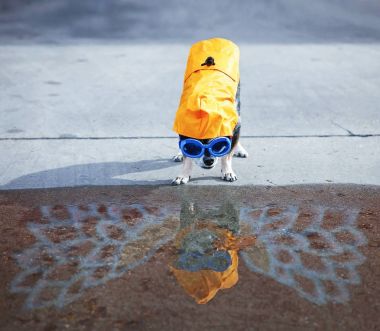 Sonraki puddle şirin chihuahua