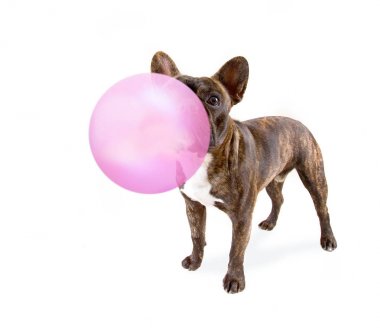 sevimli Fransız buldozer sakız ile büyük bir pembe balon üfleme beyaz bir arka plan üzerinde izole