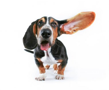 Basset hound bir uçup kulakları ve dilini dışarı asılı ile beyaz bir arka plan üzerinde izole