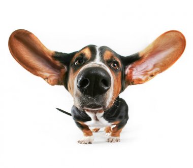 Basset hound yukarı doğru uçan bir süper geniş açı stüdyoda kulakları ile izole beyaz arka plan vurdu 