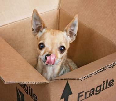 kahverengi karton posta kutusunda minik chihuahua