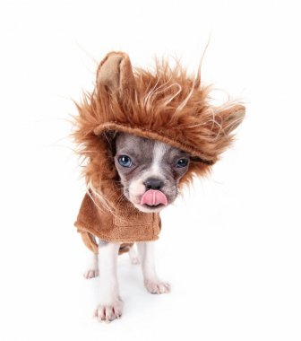 Fransız bulldog Köpek Kostüm giymiş bir aslan 