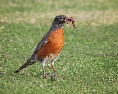 pretty robin on grass with a bunch of worms in its mouth on a hot summer day  clipart