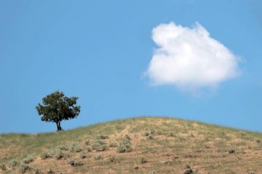 Mavi gökyüzü ile bir tepe üzerinde tek tek ağaç 