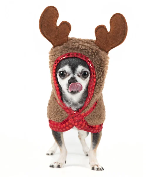 Carino chihuahua in un costume renna — Foto Stock