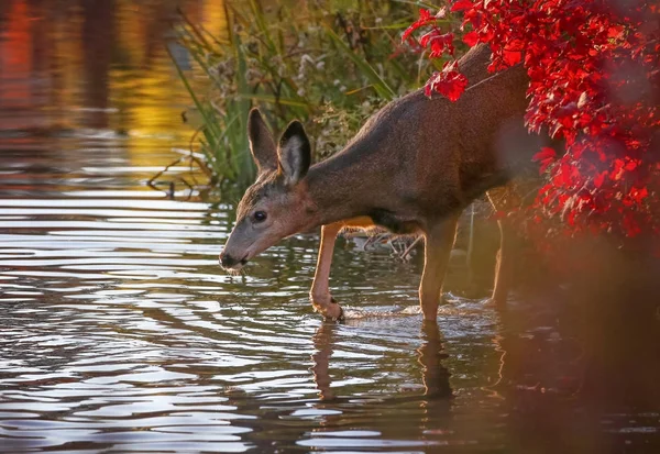 Beautiful Photo Deer Natural Environment — Stock Photo, Image