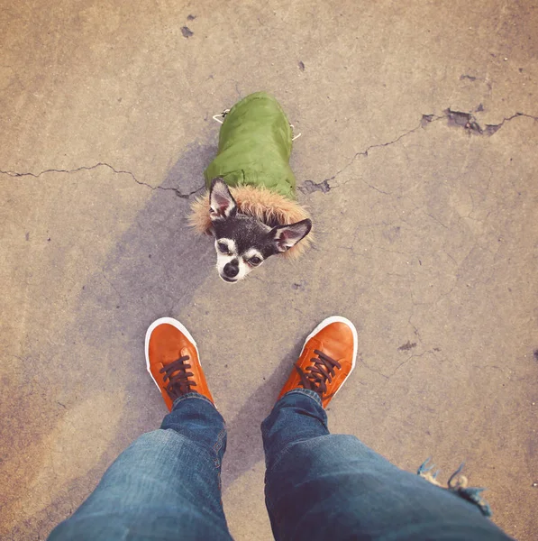 Chihuahua vestita con una giacca verde — Foto Stock