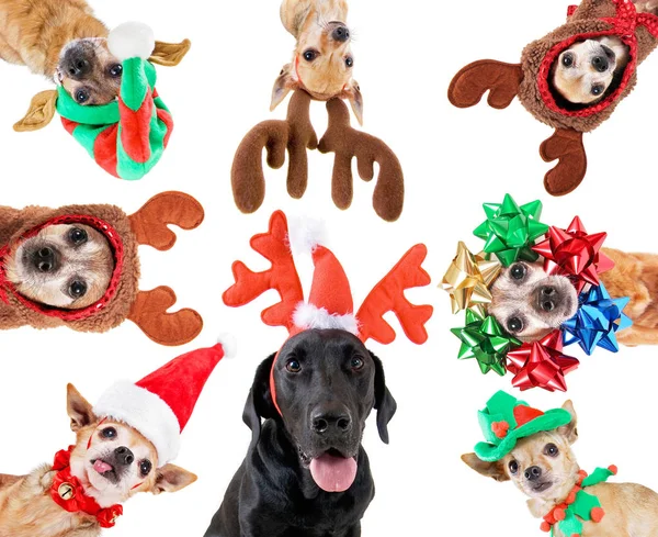 Gruppe Verschiedener Hunderassen Mit Verschiedenen Weihnachtshüten Oder Kostümen Auf Isoliertem — Stockfoto