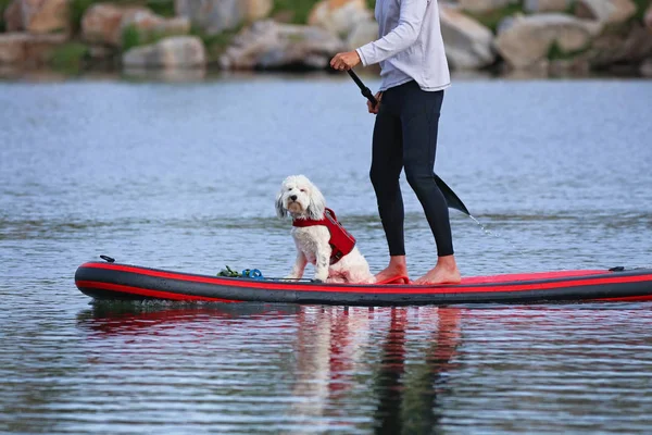 Vackert Foto Hund Och Ägare Spelar Utanför Stand Paddle Board — Stockfoto