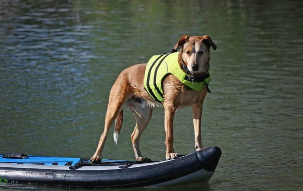 美丽的一张狗在外面玩的照片 在一个池塘的救生衣上的一个站起来的桨板 — 图库照片