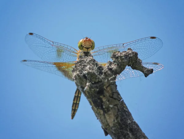 Hermosa Colorida Libélula Entorno Natural Busca Insectos Otros Alimentos —  Fotos de Stock