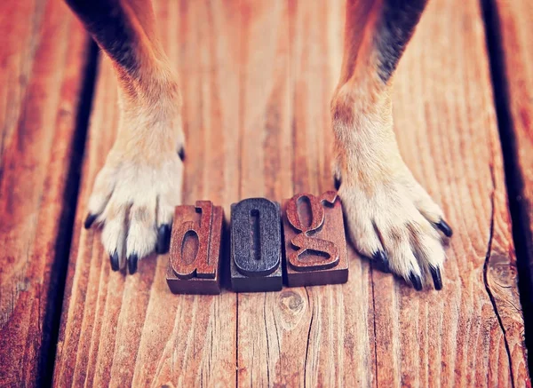 Chihuahua standing over the word DOG — Stock Photo, Image