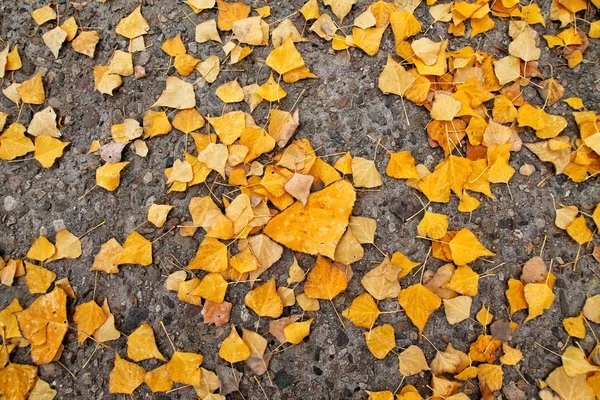 Blätter Die Herbst Auf Einen Pfad Gefallen Sind Werden Mit — Stockfoto