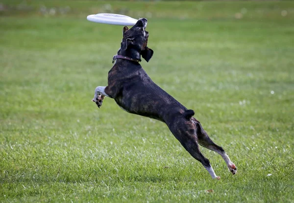 Hund Som Spela Hämta Lokal Offentlig Park — Stockfoto