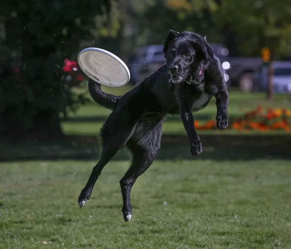 Chien Jouant Aller Chercher Dans Parc Public Local — Photo