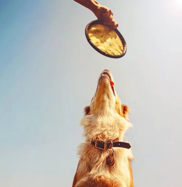 Cão Jogando Buscar Parque Público Local — Fotografia de Stock