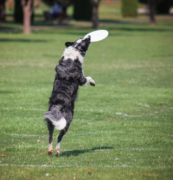 Hund Som Spela Hämta Lokal Offentlig Park — Stockfoto