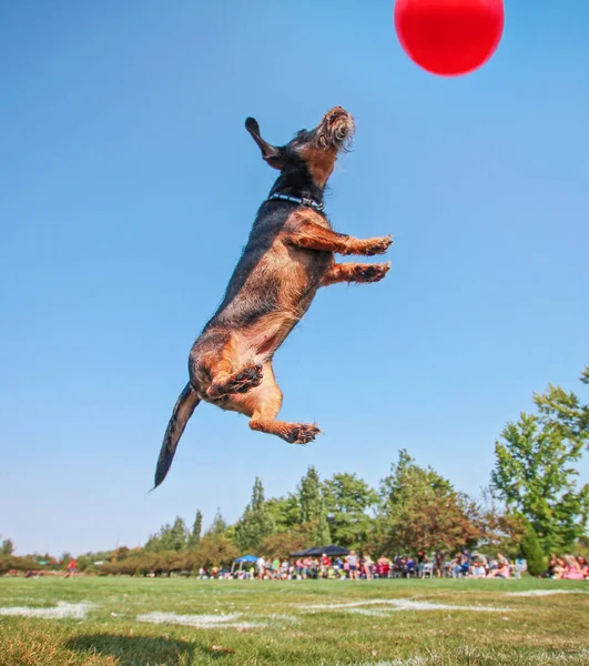 Σκύλος Παίζει Fetch Ένα Τοπικό Δημόσιο Πάρκο — Φωτογραφία Αρχείου