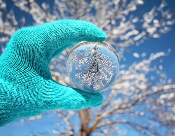 水晶摄影球在一棵树的前面在一个晴朗的天在寒冷的冬天季节以雪在地面 — 图库照片