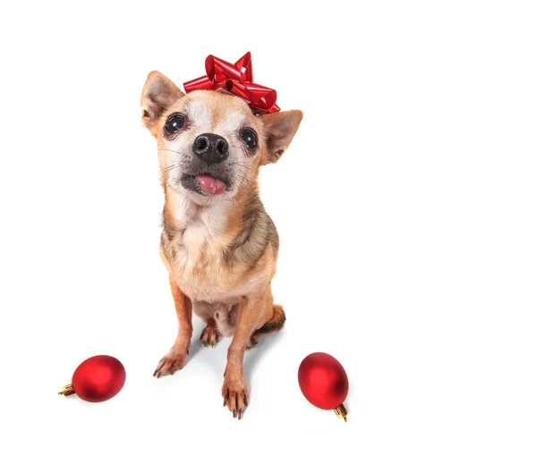 Tiny chihuahua with a red bow — Stock Photo, Image