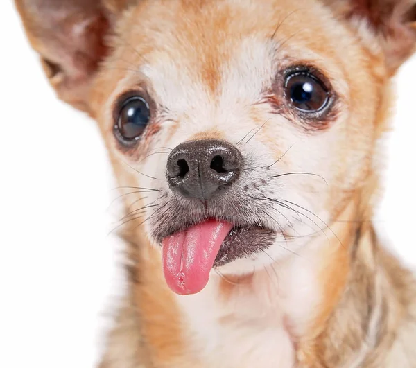 Chihuahua pateta com a língua — Fotografia de Stock