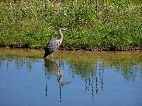 Ein Reiher Angelt Einem Sumpfigen Park Teich Mit Einem Retro — Stockfoto