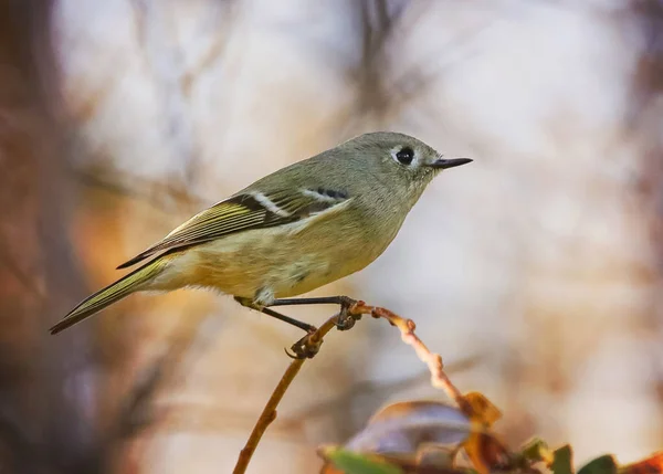 Beautiful Bird Photo Natural Environment — Stock Photo, Image