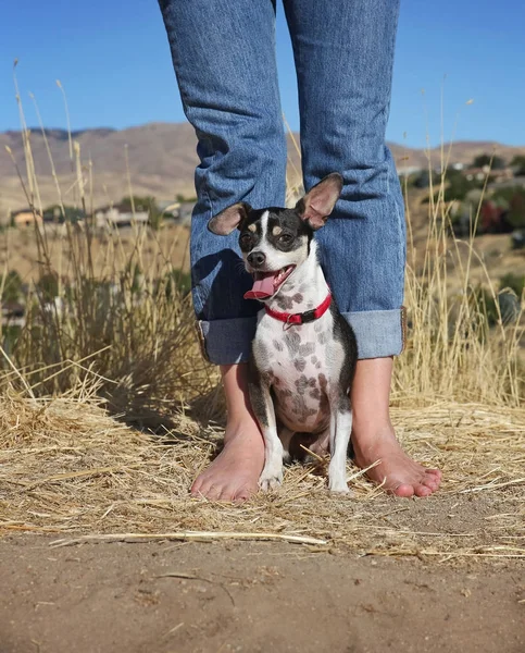 Chihuahua rat Terriër mix — Stockfoto