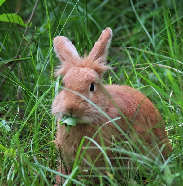 Carino Coniglio Mangiare Una Margherita Parco Faunistico Locale Una Città — Foto Stock