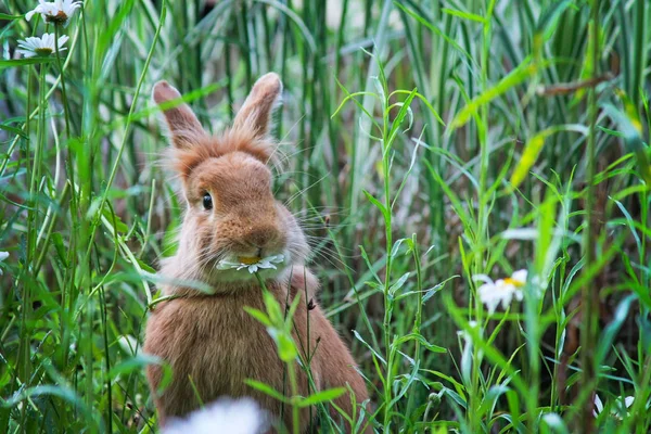 Lindo Conejo Comiendo Una Margarita Parque Santuario Vida Silvestre Local — Foto de Stock