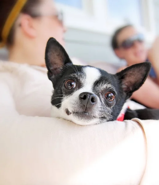 Chihuahua tenue dans les bras de son propriétaire — Photo