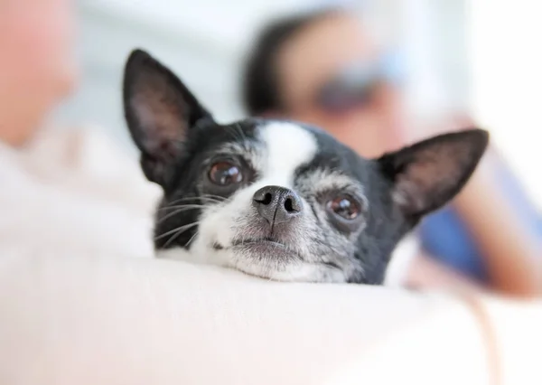 Cute chihuahua held in her owner's — Stock Photo, Image