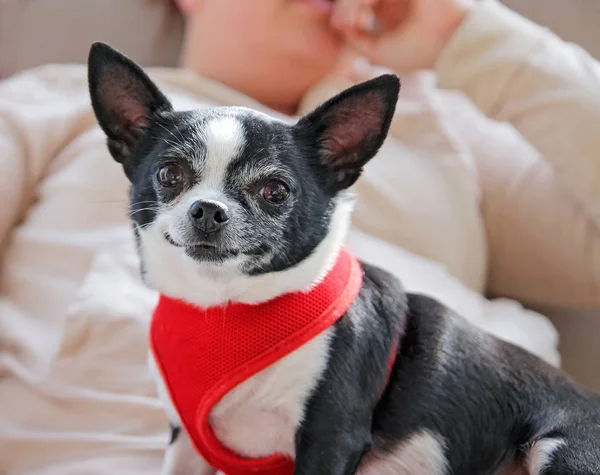Chihuahua  held in her owner's arms — Stock Photo, Image