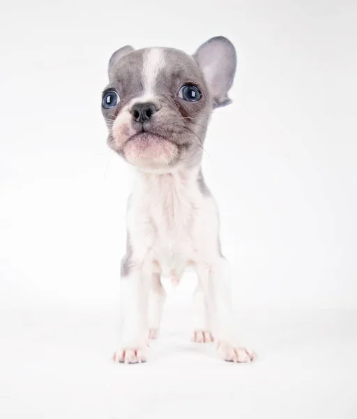 Cachorrinho de bulldog francês — Fotografia de Stock