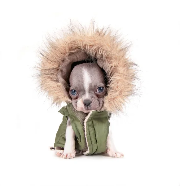 Bulldog francés cachorro en una chaqueta con capucha — Foto de Stock