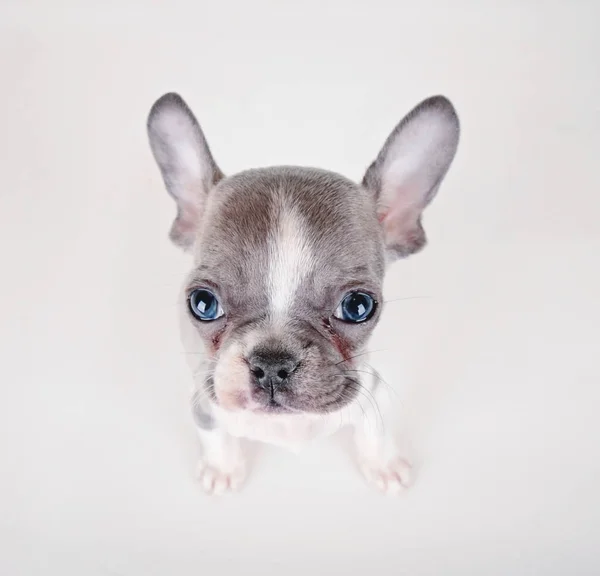 Cachorrinho bulldog francês bonito — Fotografia de Stock