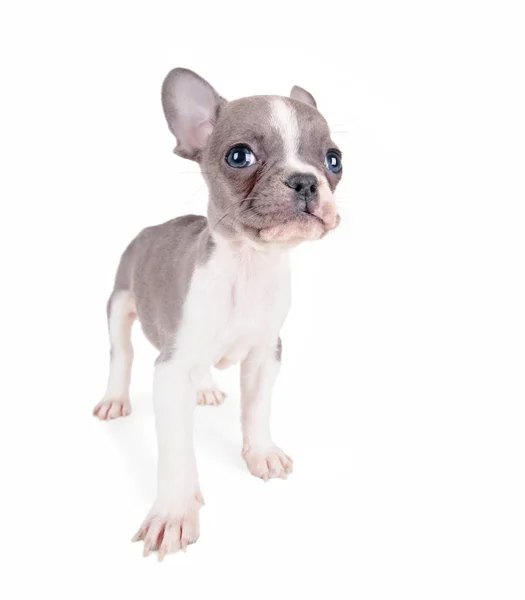 Cachorrinho bulldog francês bonito — Fotografia de Stock