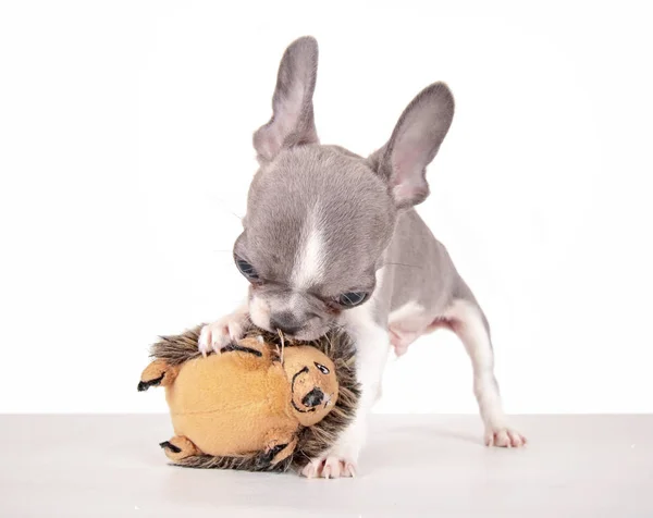 フレンチ ブルドッグ子犬彼のおもちゃで遊ぶ — ストック写真