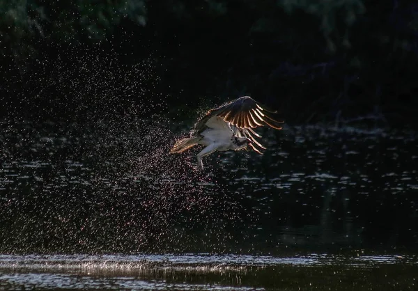 Osprey Duiken Voor Een Vis Een Vijver Een Lokale Park — Stockfoto