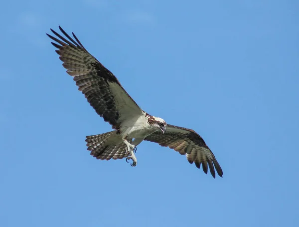 Uma ospreia à procura de comida enquanto paira e voa no sk — Fotografia de Stock