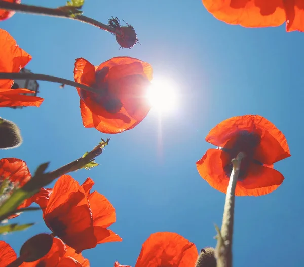 Low Wide Angle View Poppies Sun Directly Overhead Creating Lens — Stock Photo, Image