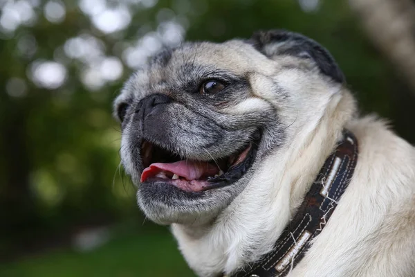 adorable pug sitting in a park with aviator goggles on toned with a vintage retro instagram filter