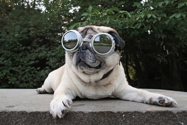 Adorable Pug Sentado Parque Con Gafas Aviador Tonificado Con Filtro — Foto de Stock