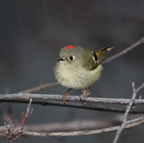 single ruby crowned kinglet perched on a branch with the red patch showing on its head on an overcast day