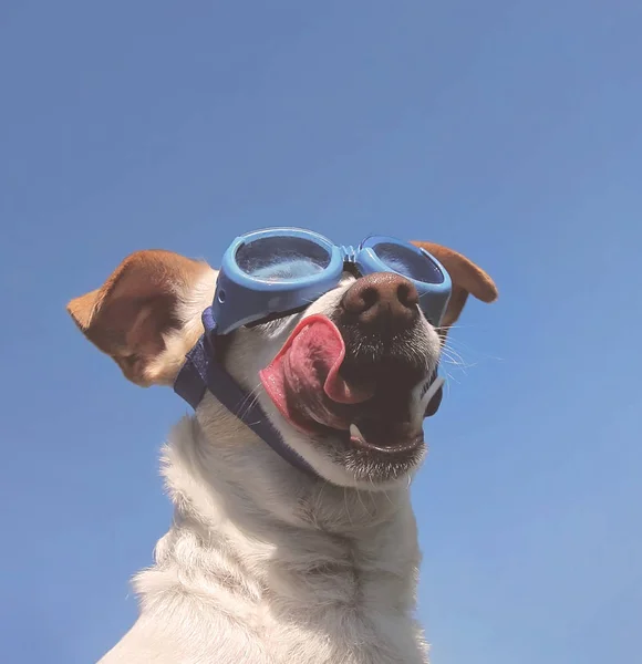 Lindo chihuahua blanco con gafas — Foto de Stock